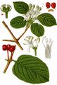 Fly Honeysuckle - Lonicera xylosteum L.
