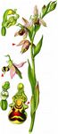 Bienen-Ragwurz - Ophrys apifera Huds. 