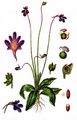 Gewöhnliches Fettkraut - Pinguicula vulgaris L.