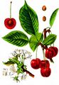 Dwarf Cherry - Prunus cerasus L.