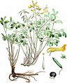 Gelber Scheinerdrauch - Pseudofumaria lutea (L.) Borkh.