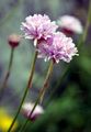 Glänzende Skabiose - Scabiosa lucida Vill.