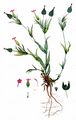 Kegelfrüchtiges Leimkraut - Silene conica L.