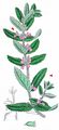 Water Germander - Teucrium scordium L.