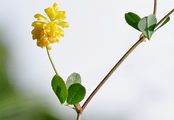 Hop Trefoil - Trifolium campestre Schreb.