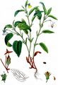 Fen Violet - Viola stagnina Schult.