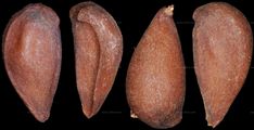 Pyrus communis (Kultur-Birne) - Samen
