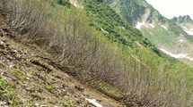  - Alnus viridis (Chaix) DC.