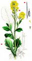 Winter-Cress - Barbarea vulgaris W. T. Aiton