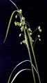 Quaking-Grass - Briza media L.