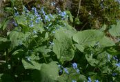 Great Forget-Me-Not - Brunnera macrophylla (Adams) I. M. Johnst.