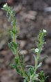 Field Gromwell - Buglossoides arvensis (L.) I. M. Johnst.