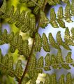 Entferntfiedriger Wurmfarn - Dryopteris remota (Döll) Druce