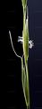 Bearded Couch - Elymus caninus (L.) L.