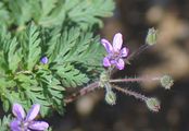 Musk Stork's-Bill - Erodium moschatum (L.) L'Hér.