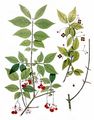  - Euonymus verrucosus Scop.