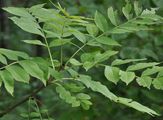 Ash - Fraxinus excelsior L.