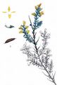 Petty Whin - Genista anglica L.