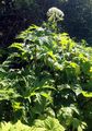 Giant Hogweed - Heracleum mantegazzianum Sommier & Levier