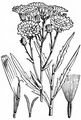 Doldiges Habichtskraut - Hieracium umbellatum L.