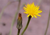 Gewöhnliches Ferkelkraut - Hypochaeris radicata L.