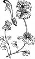 Stängelumfassende Taubnessel - Lamium amplexicaule L.
