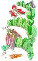 Strand-Platterbse - Lathyrus japonicus Willd.