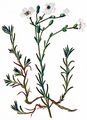 Borsten-Miere - Minuartia setacea (Thuill.) Hayek