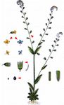 Buntes Vergißmeinnicht - Myosotis discolor Pers. 