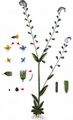 Changing Forget-Me-Not - Myosotis discolor Pers.