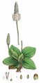 Mittel-Wegerich - Plantago media L.