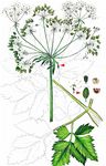 Österreichischer Rippensame - Pleurospermum austriacum (L.) Hoffm. 