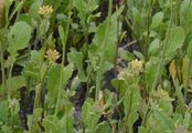 Bastard Cabbage - Rapistrum rugosum (L.) All.