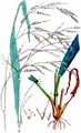Giant Fescue - Schedonorus giganteus (L.) Holub