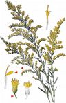 Kanadische Goldrute - Solidago canadensis L. 