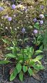Devil's-Bit Scabious - Succisa pratensis Moench
