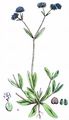 Gewöhnlicher Feldsalat - Valerianella locusta (L.) Laterr.