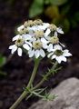 Schwarzrandige Schafgarbe - Achillea atrata L.