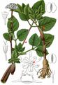 Wild Angelica - Angelica sylvestris L.