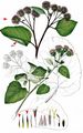 Woolly Burdock - Arctium tomentosum Mill.