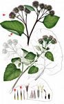 Filzige Klette - Arctium tomentosum Mill. 