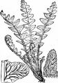 Rustyback - Asplenium ceterach L.