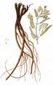 Blasen-Tragant - Astragalus penduliflorus Lam.