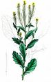 Small-Flowered Winter-Cress - Barbarea stricta Andrz.