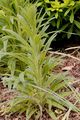 Throatwort - Campanula cervicaria L.