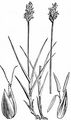Hasenpfoten-Segge - Carex leporina L.