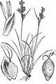 Pillen-Segge - Carex pilulifera L.