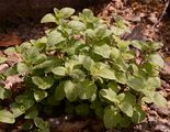 Wald-Bergminze - Clinopodium menthifolium (Host) Stace