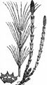Shady Horsetail - Equisetum pratense Ehrh.