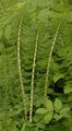 Great Horsetail - Equisetum telmateia Ehrh.